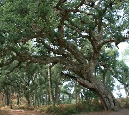 Entre Foret Et Ocean * فيل سانت غيرونز